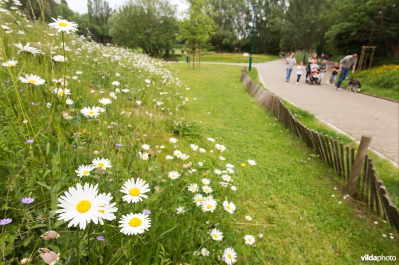 Bloemrijke berm