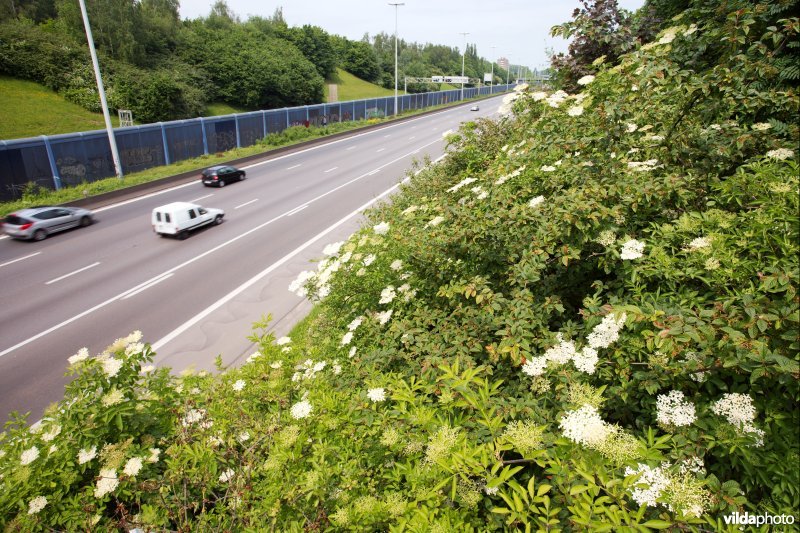 Berm van de Brusselse ring