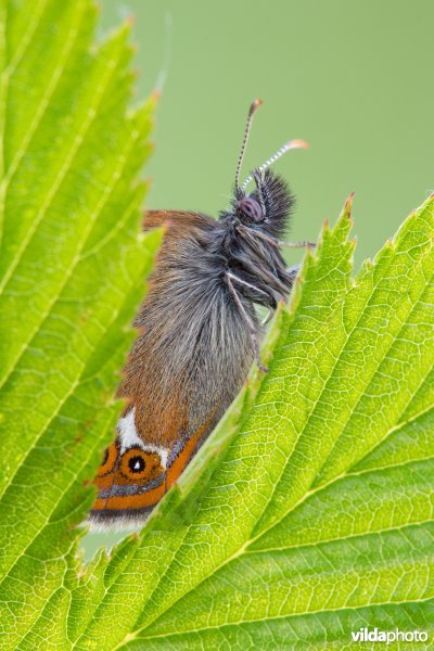 Zilverstreephooibeestje