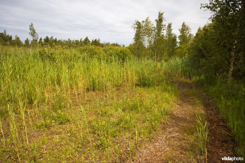 Groeiplaats van de Groenknolorchis