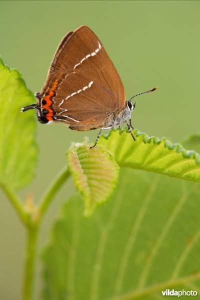 Iepenpage op zijn waardplant