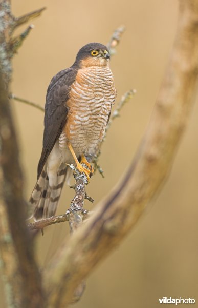 Mannetje Sperwer