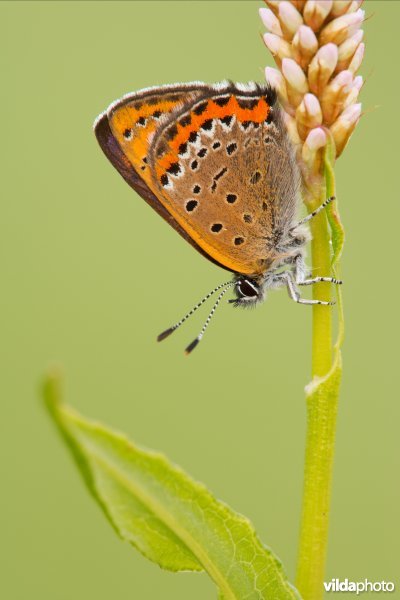 Blauwe vuurvlinder op waardplant