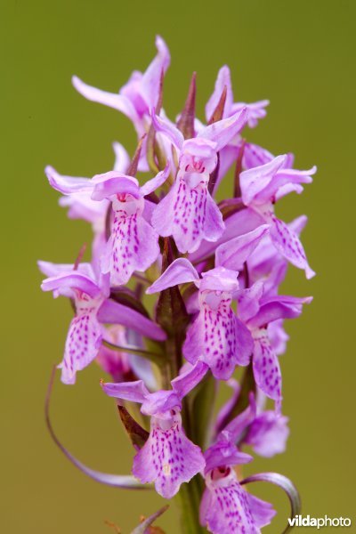 Vleeskleurige orchis