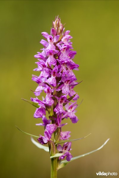 Gevlekte orchis