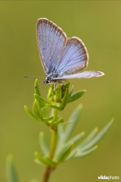 Gentiaanblauwtje