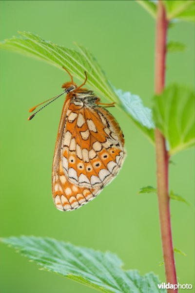 Moerasparelmoervlinder