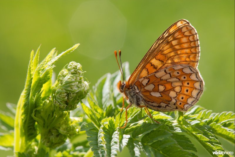 Moerasparelmoervlinder