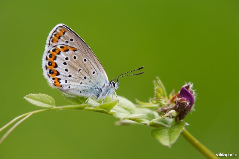 Kroonkruidblauwtje