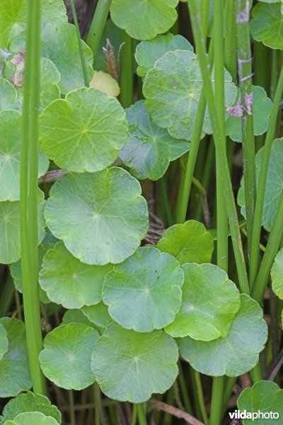 Waternavel tussen Pitrus