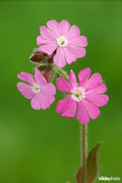 Dagkoekoeksbloem