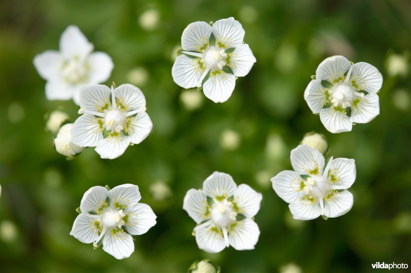 Parnassia