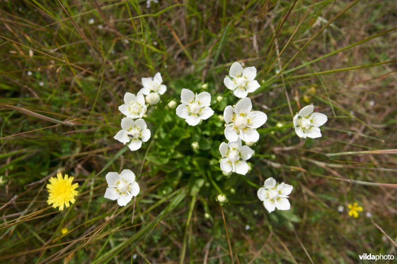 Parnassia