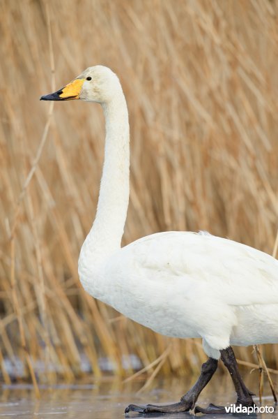 Wilde zwaan langs een rietkant op bevroren water