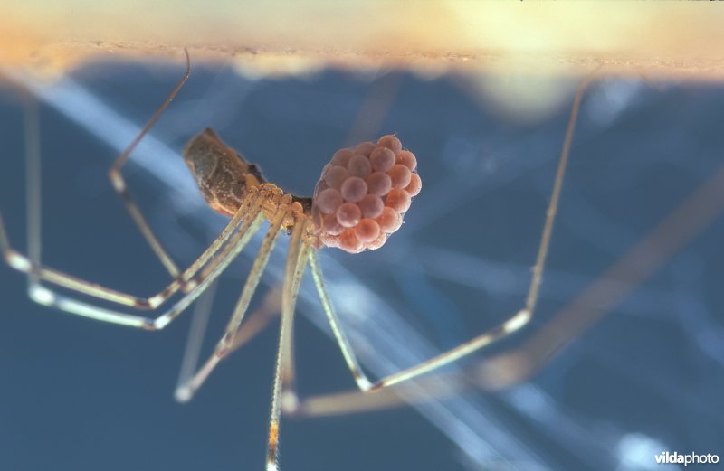 Marmertrilspin met eipakket