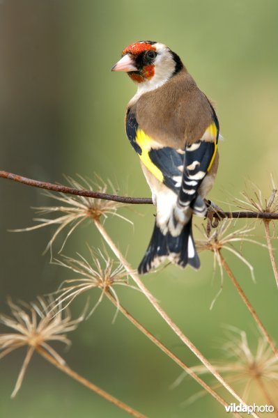 Putter of distelvink