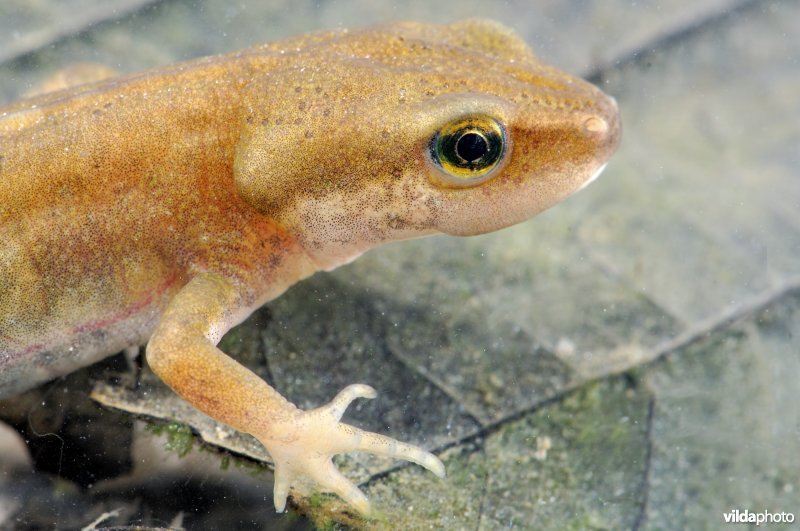 Close-up van een vinpootsalamander