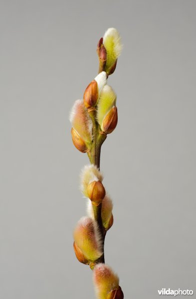 Twijg met knoppen van Bittere Wilg