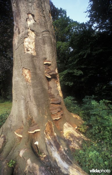 waslakzwam in plantentuin Meise