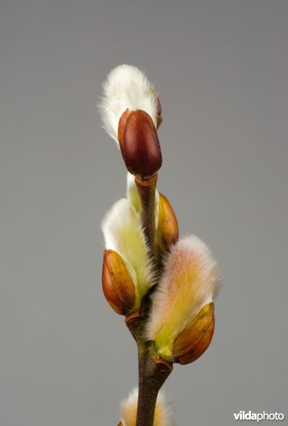 Twijg met knoppen van Bittere Wilg