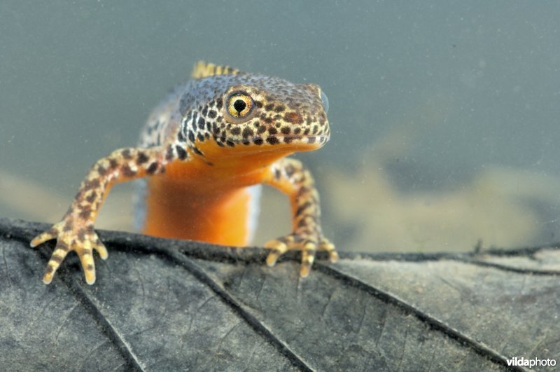 Alpenwatersalamander