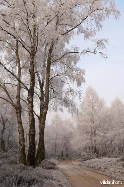 Berijpt landschap op de Veluwezoom
