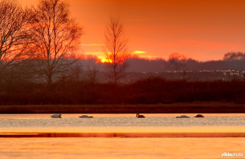 Knobbelzwanen op ven in de Maasduinen