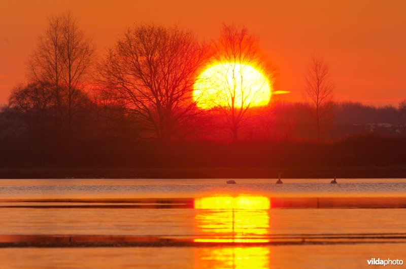 Zwanen op ven in de Maasduinen