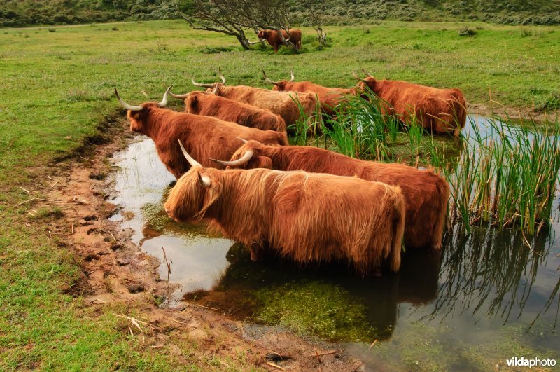 Schotse hooglanders in een poel