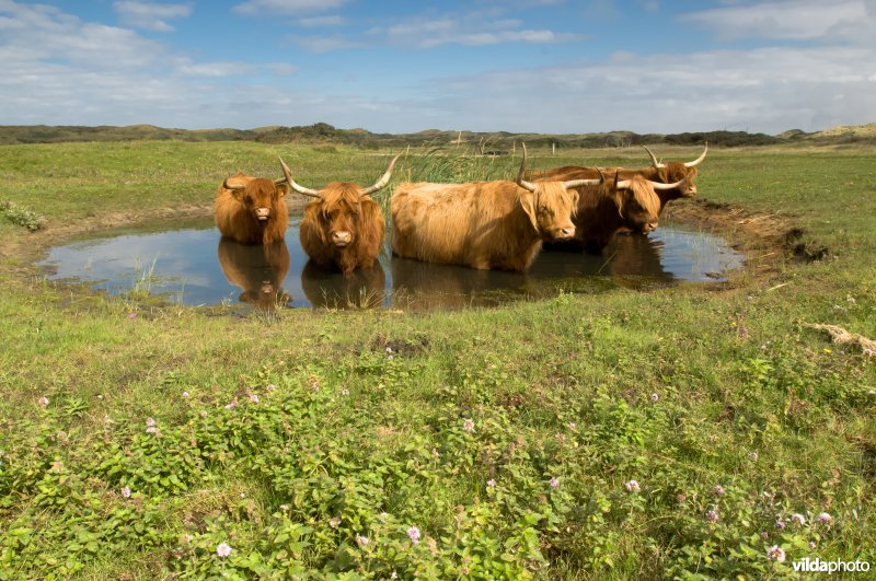 Schotse hooglanders in een poel