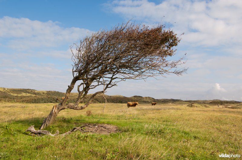 Vlier in Kennemerduinen