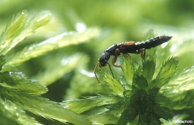 Een veenkortschildkever