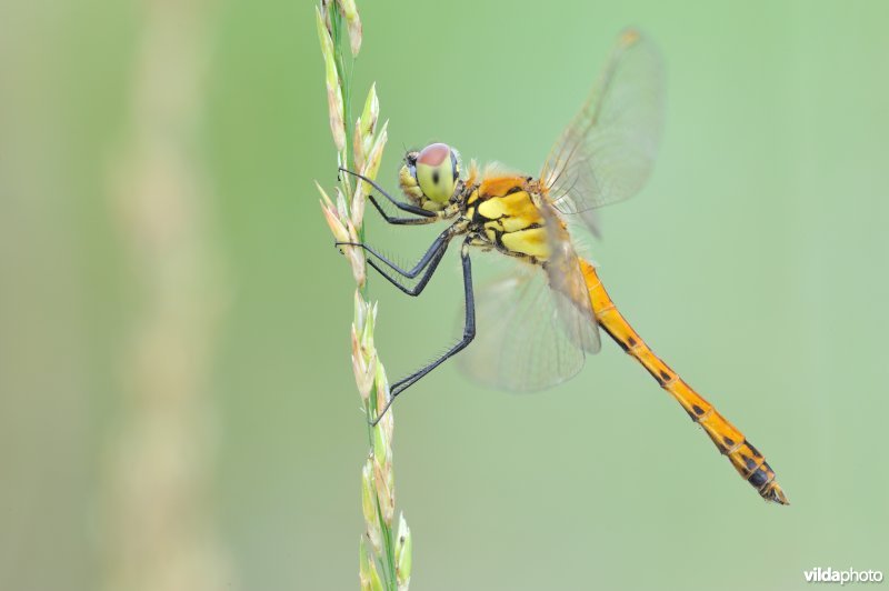 Kempense heidelibel