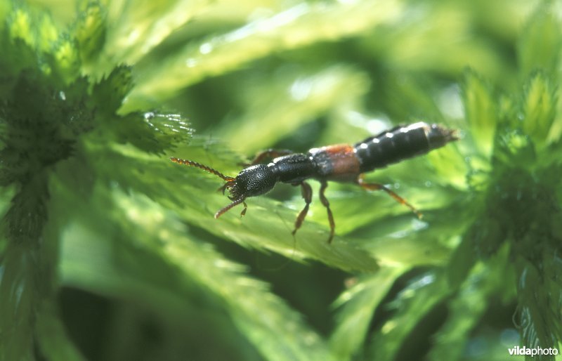 Een veenkortschildkever