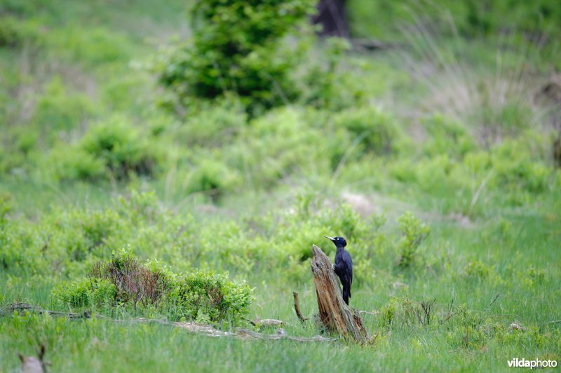 Zwarte specht op stobbe van een boom