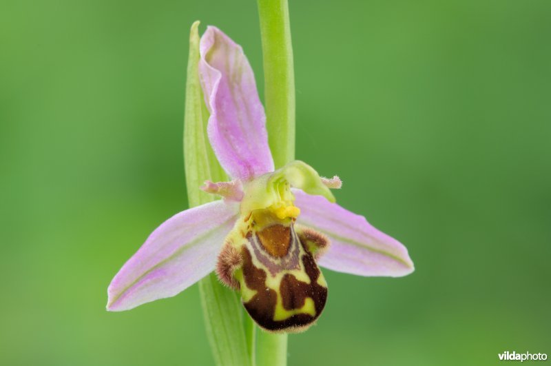 Bloem van Bijenorchis