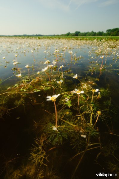 Grote waterranonkel