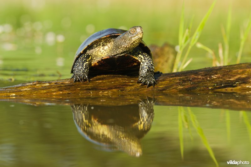 Portret van een moerasschildpad