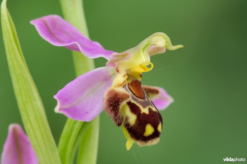 Bijenorchis