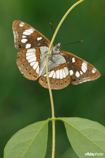 Blauwe ijsvogelvlinder