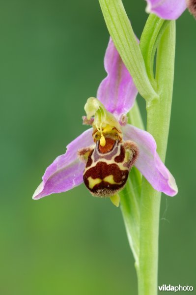 Bijenorchis