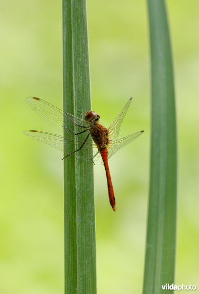 Heidelibel rustend op een lissenblad