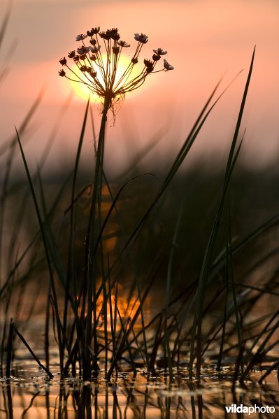 Bloeiende zwanenbloem tegen ondergaande zon