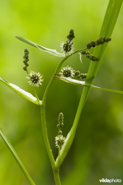 Grote egelskop