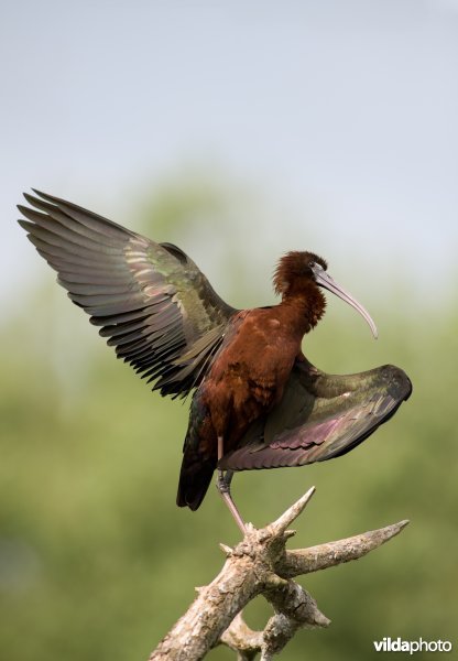 Zwarte ibis