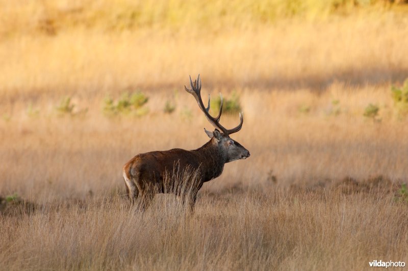 Edelhert tussen pijpestrootje