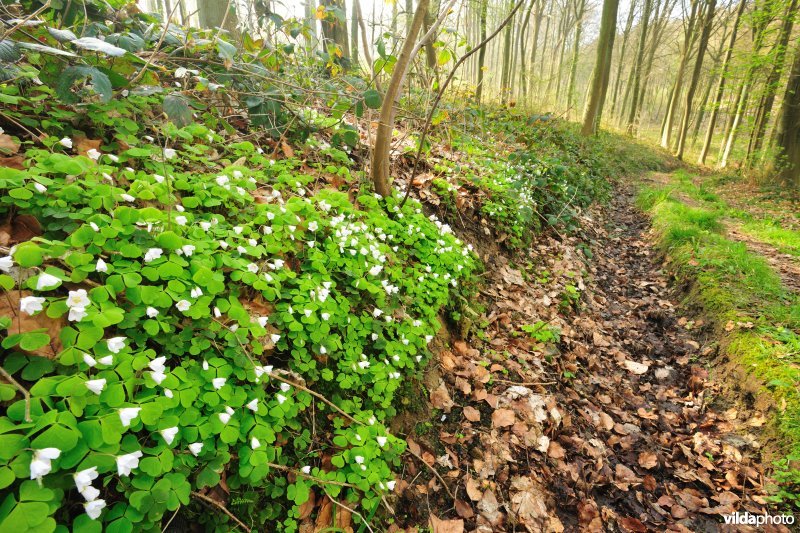 Hotondbos in de Vlaamse Ardennen