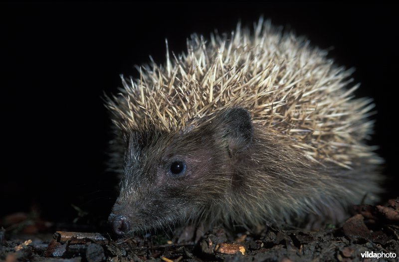 Egel 's nachts op stap