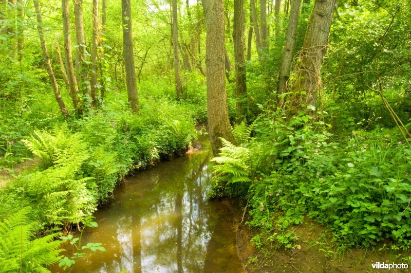 Beek in het stroomdal van de Drentse Aa
