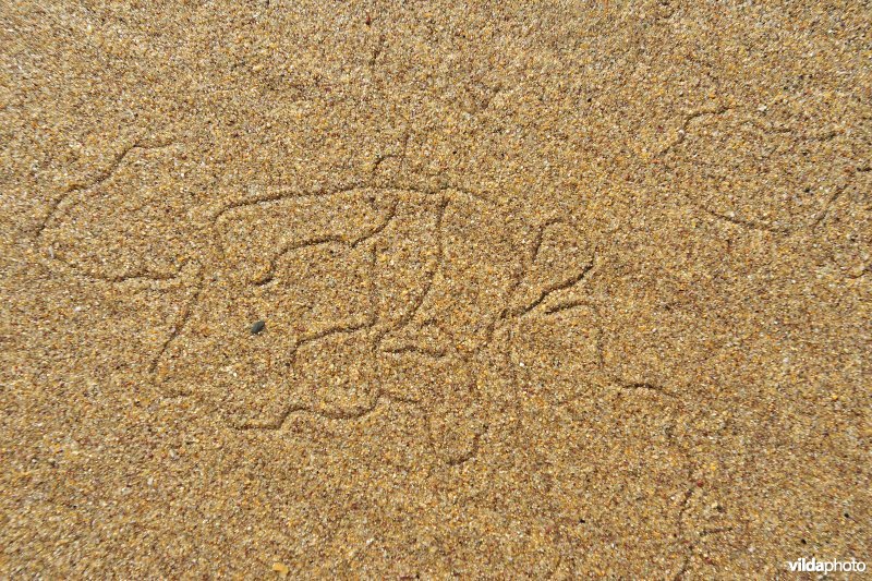 Sporen van Buldozerkreeftje in het zand